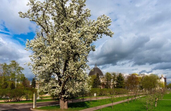 На ВДНХ распустились черешни, яблони, магнолии и рододендроны
