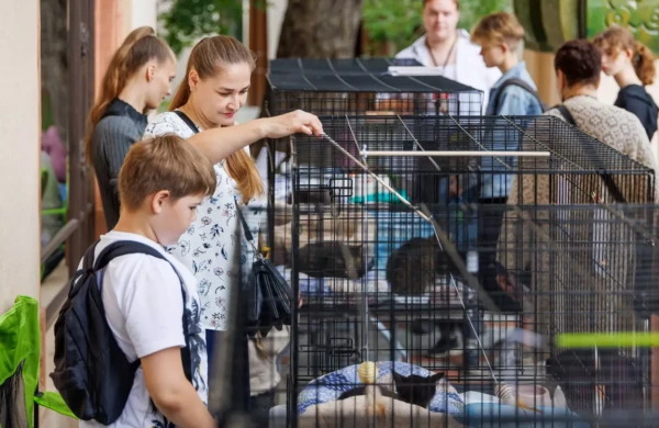 Девять кошек обрели новый дом на фестивале «Моспитомец» на ВДНХ